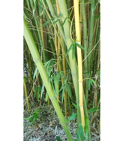 3 Pflanzen Moso Riesenbambus - Smlinge - Lieferhhe: 5 bis 10 cm :  Amazon.de: Garten