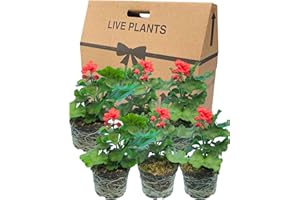VERDANT LIVING Geranium Plants Live for Planting - 6 Large 1L Pot Size Garden Ready, Well Rooted, Established Pot Bedding. Add Flower Colour to Containers, Baskets, Patio & Beds. Dolce Vita Mylena Deep Red Flowers