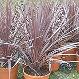 Cordyline Australis Red Star - Established Plants in 4 Litre pots 60cm - Exactly as You See in The Pictures