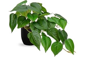 Hollyone Artificial Plants in Black Pots, Fake Jade Pothos Decorative Faux Potted Plants, Realistic House Plant Indoor for Home Décor, Bathroom, Living Room, Kitchen, Shelf, Office Decorations