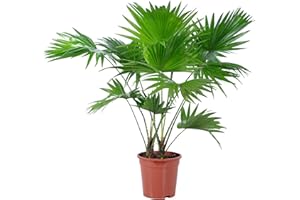 FLOWERBOX Livistona - Palmera con paraguas (60 cm de altura, 17 cm de diámetro)