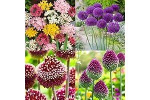 Carbeth Plants - Allium 100 Spring Bulb Collection - Mixed Spring Summer Flowering Perennial Bulbs - UK Hardy Low Maintenance Pollinator Friendly - Grow in Beds, Borders and Patio Pots