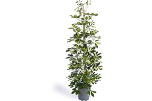 Cool Green - Plantas - Chefflera Capella Grande - Decoracion hogar