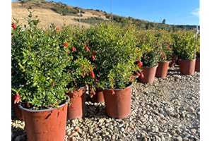 VIVAI DE LAURENTIIS Punica Granatum 'Nana' (Melograno Nano) vaso 19 cm