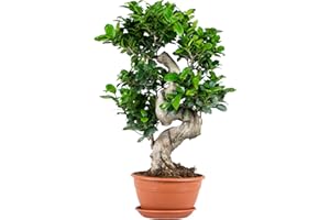 Bloomique – Ficus Ginseng – S-Form – Bonsai – Zimmerpflanze – Luftreinigend – Pflegeleicht – 60–80 cm hoch – Topf 24 cm