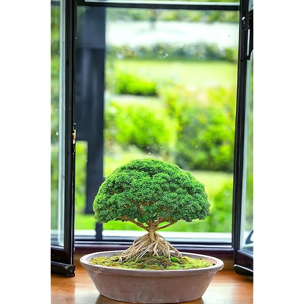 LushGreen Outdoor Live Plant Bonsai Suitable Dwarf Umbrella Tree