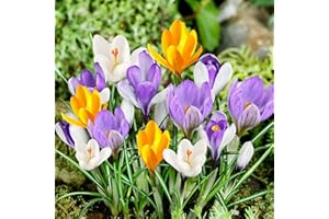 DUTCH BULBS EXCLUSIVE PLANTS FROM HOLLAND Bulbi Fiori Perenni da Esterno - 50 Bulbi Crocus Botanici Mix - Piante e fiori esclusivi dall'Olanda - 5 varietà e colori diversi - per giardino, vasi e balcone (non semi, non artificiali)