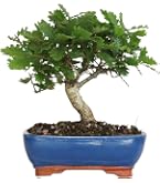 heirloom bonsai Heirloom Non-GMO Bonsai Tree Seeds for Planting – Miniature Ornamental Tree  Seeds