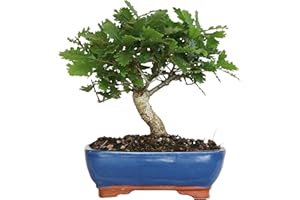 KENTIS - Bonsaï Quercus Pubescens - Bonsaï Chêne pubescent du Japon - Vraies Plantes Décoratives d'Extérieur - H 25-35 cm Pot en Céramique Ø 21 cm