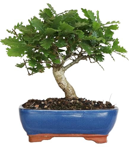 KENTIS - Quercus Pubescens Bonsai - Flaumeiche Bonsai Baum - Eiche - Echte  Auenpflanzen - Outdoor Pflanze - Hoch 20-30 cm Keramiktopf  21 cm :  Amazon.de: Garten