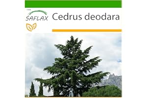 SAFLAX - Cedr Himalajski - 35 Nasiona - Z pożywką wolną od zarazków - Cedrus deodara
