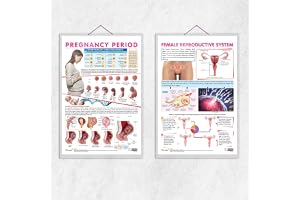 GO WOO FEMALE REPRODUCTIVE SYSTEM chart and PREGNANCY PERIOD chart | combo of 2 chart | Understanding Female Reproduction and Pregnancy