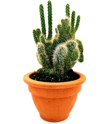 Pilosocereus Glaucescens - cactus colonnari online