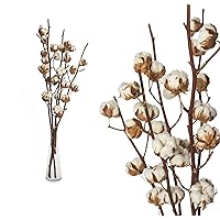 5 Zweige echte Baumwolle - 55 bis 60cm - 5 bis 7 Blüten pro Baumwollzweig - echte Pflanze getrocknet sehr lange haltbar…