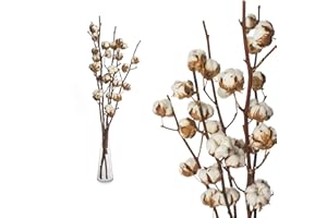 INTERFLOWERS GMBH Echte Baumwolle 5 ZWEIGE 55 bis 65cm - 5-7 Blüten pro Baumwollzweig - echte Trockenblumen zum basteln, sehr lange haltbar - getrocknete Blumen als Dekoration mit Stil Deko DIY basteln Floristik