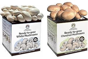 Merryhill Mushrooms - Fresh Chestnut And White Mushroom Growing Kits | Gardening Gifts for Women, Men & Kids | Grow Your Own Kits | Delicious to Eat | Mushroom Gifts (Chestnut And White Mushroom Kit)