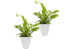 Dominik Blumen und Pflanzen, Zimmerpflanzen Nestfarn "Asplenium nidus", 2 Pflanzen, circa 15 cm hoch, 13 cm Topf und weißem Dekotopf