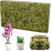 Pure Sphagnum Moss 200 g, Premium Substrate for Orchids such as Phalaenopsis, Moss for Terrariums Reptiles Turtles as Wet Sub