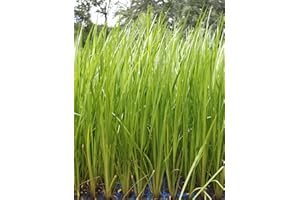 2er-Set - Acorus calamus - Indischer Kalmus - Wasserpflanzen Wolff