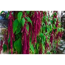Bio-Saatgut Fuchsschwanz, Rot Amarantus Caudatus