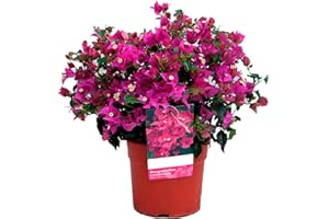 VIPARPLANT Buganvilla en bola Planta Natural - Bougainvillea planta viva - Planta Natural Decorativa trepadora (1 PLANTA)