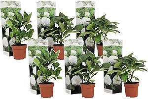 Plant in a Box - Hydrangea macrophylla 'Wudu' - Set de 6 - Hortensia fleur blanc - Plante jardin exterieur robuste - Pot 9cm - Hauteur 25-40cm