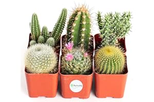 DECOALIVE Pack Seis Cactus Mini Plantas Naturales Resisitentes a Altas Temperaturas