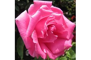 GORGEOUS GARDEN ROSES ZEPHIRINE DROUHIN - Bareroot Thornless Climbing Garden Rose - Fragrant, Deep Pink, Repeat Flowering Blooms.