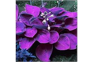 ZZNCHH Flowering Rhizome,Wedding Flowers,Greening Flower,Easy to Plant, Excellent Display, Hosta Rhizome-4 Bulbs-J