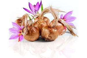 K KARKOM Bulbos de Azafrán para Plantar tu propio Azafran 500g, Bulbos de Flores Exterior para Plantar en tu Jardín Interior y Exterior tu propio Azafrán en Hebras Proveniente de España