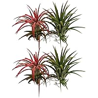 Tillandsia ionantha | Mix"grün+rot" | Luftpflanze | Zimmerpflanze | Urban Jungel | Zimmerpflanzen indoor | Tillandsien…