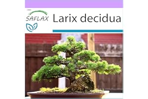 SAFLAX - Alerce europeo - 75 semillas - Larix decidua