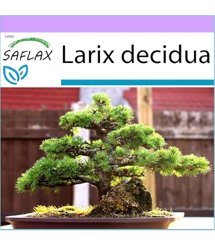 SAFLAX - Bonsai - Libanon Zeder - 20 Samen - Cedrus libani : Amazon.de:  Garten