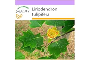 SAFLAX - Tulip Tree - 20 seeds - Liriodendron tulipifera