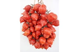 GHINO DI TACCO SEMI POMODORO ZEBRINO+SPUNZILLO VESUVIANO ROSSO+PIENNOLO GIALLO++PERINO GIALLO