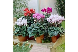GARDENERSDREAM Cyclamen Plants - Hardy Winter Flowering Perennials - Outdoor Plants for Gardens & Pots - Large Colourful Winter Bedding for Outdoor Garden and Ready to Plant (13cm Pot, 3 Plants)