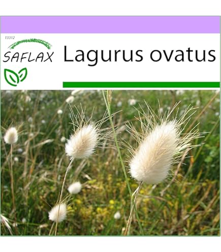 Japans Bloedgras, sierlijk gras met rode herfstkleur
