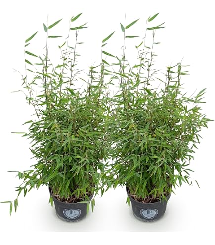 Bambus, Fargesia 'Campbell', Hhe 80-100 cm, Topf 7,5 Liter, 30 Stck :  Amazon.de: Garten