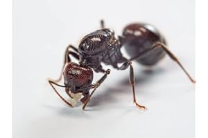Antsrus Messor barbarus red Head with 6-10 Workers (Starter kit)