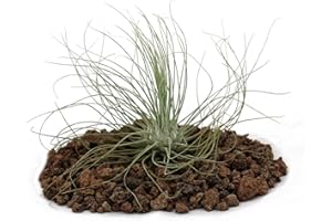 EXOTENHERZ Tillandsia argentea, planta suelta
