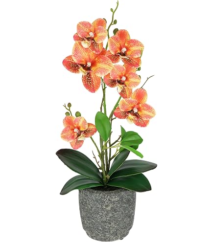 Anthurium significato - Linguaggio dei fiori - Il significato dei fiori