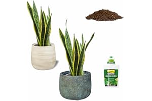 SMPLY. Pack 2 Plantas Sansevieria Natural, Interior o Exterior, Maceta Ø12cm -Incluye Saco 10L Sustrato Universal + Fertilizante Plantas 500 ml