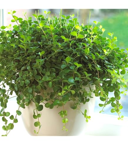 Peperomia rotundifolia | Hngender Zwergpfeffer | Kleine Zimmerpflanze  10-15 cm : Amazon.de: Garten