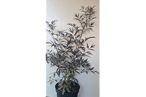 PLANTENWELT schwarzlaubiger Holunder Sambucus nigra Black Lace 40-60 cm hoch im 3 Liter Pflanzcontainer