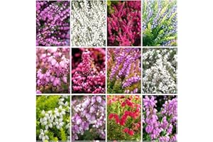 GrowOn Shrubs [x12] All Seasons Heather Plant Collection | Variety-Pack | Evergreen Shrubs | Outdoor Garden Ready Plants | Summer, Autumn, Spring, Winter Flowering | Red, Pink, Purple, White Flowers