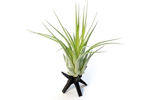 PLANDAIRE Tillandsia Scaposa Plantas de Aire Naturales Clavel del Aire Plantas Naturales Interior Resistentes Planta Aerea (Madera tono Cerezo)