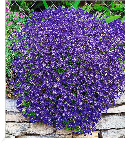 Polsterphlox 'McDaniel’s Cushion' – Winterharter Bodendecker Mit Rosa Blüten, 9x9 Cm Topf, Pflegeleicht