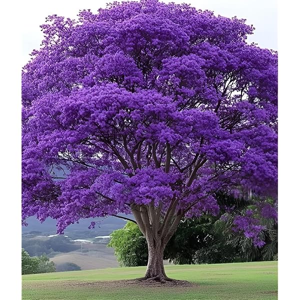 NooElec Seeds India 20 Seeds- Japanese Cherry Tree Seeds- Grow All