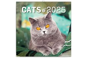 NOTIQUE Calendrier mural chat 2025 - Calendrier brochure avec calendrier mensuel - Calendrier brochure - Calendrier animaux - 30 x 30 cm (30 x 60 cm ouvert)