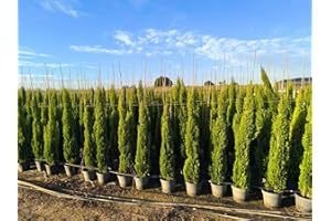 Sunny Tree - Ciprés Sempervirens Tótem - Ciprés italiano resistente al invierno - 160 cm - perenne - resistente al invierno hasta -18
